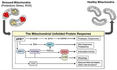 Frontiers | MtDNA, Metastasis, And The Mitochondrial Unfolded Protein ...